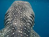 Djibouti - Whale Shark in the Gulf of Aden - 04